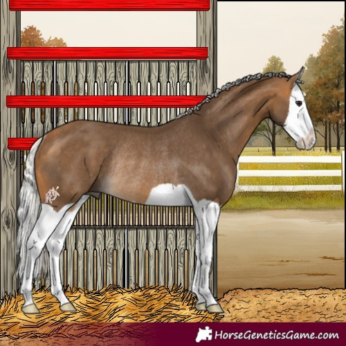 Horse Color:Silver Buckskin Splash Rabicano