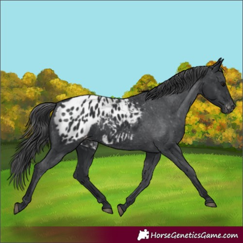 Horse Color:Black Appaloosa