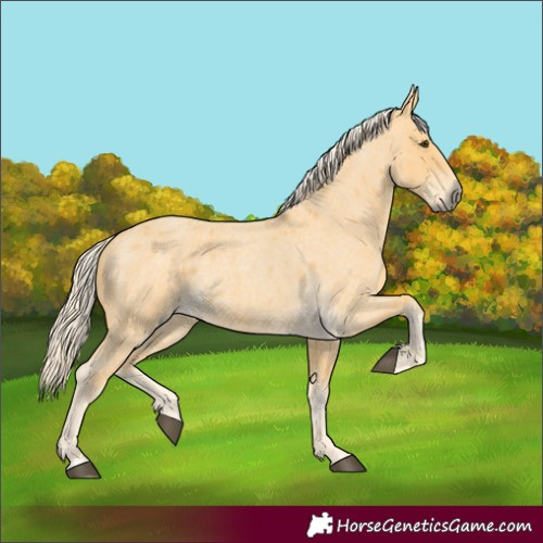 Horse Color:Palomino Roan 