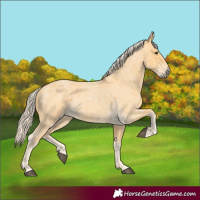 Horse Color:Palomino Roan 