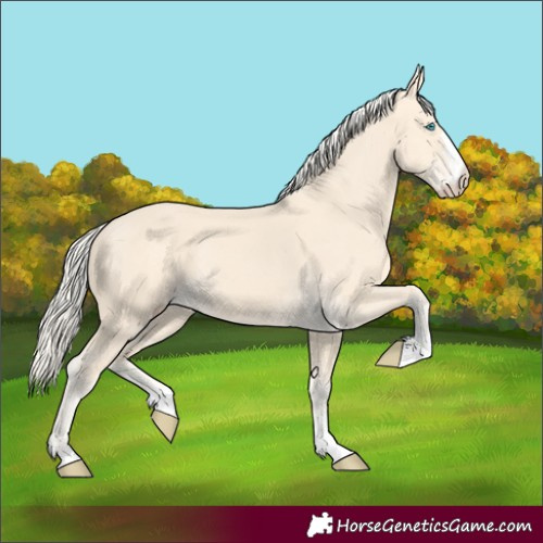 Horse Color:Cremello
