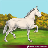 Horse Color:Cremello