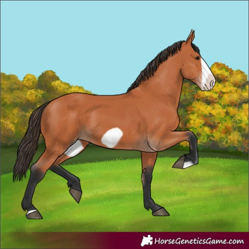 Horse Color:Bay Frame