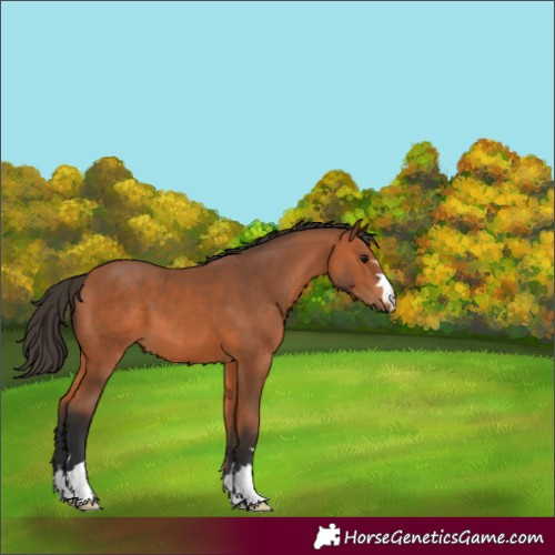 Horse Color:Unknown 