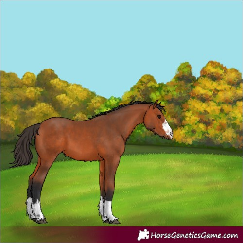 Horse Color:Unknown 