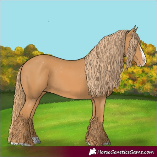 Horse Color:Chestnut Splash Appaloosa