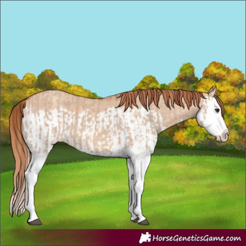 Horse Color:Red Dun Splash  and Gold Champagne Dun Splash 