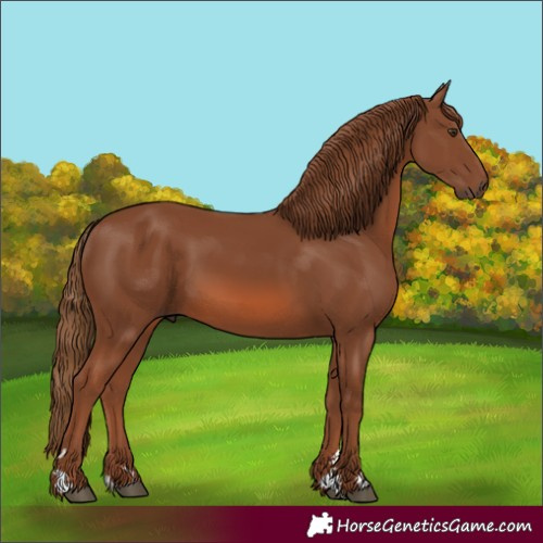 Horse Color:Chestnut Rabicano