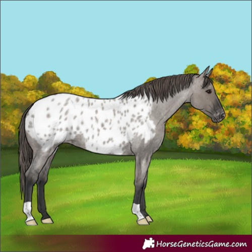 Horse Color:Grullo Roan Appaloosa 