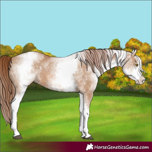 Horse Color:White Spotted Red Dun Sabino