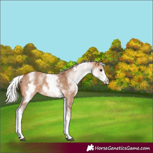 Horse Color:White Spotted Silver Bay Dun