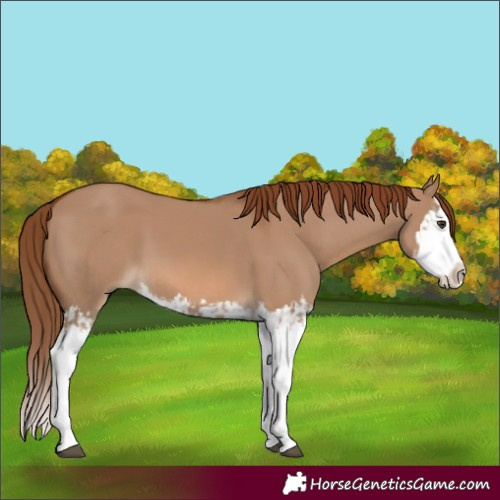 Horse Color:Red Dun Splash  and Red Dun Splash 