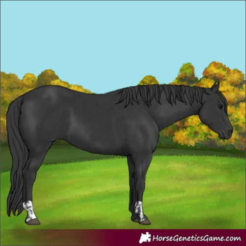 Horse Color:Black  and Black 