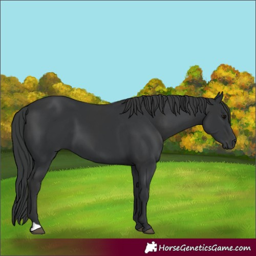 Horse Color:Black  and Black 