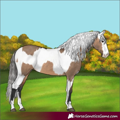 Horse Color:Bay Dun and White Spotted Bay Dun