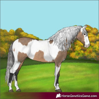 Horse Color:Bay Dun and White Spotted Bay Dun