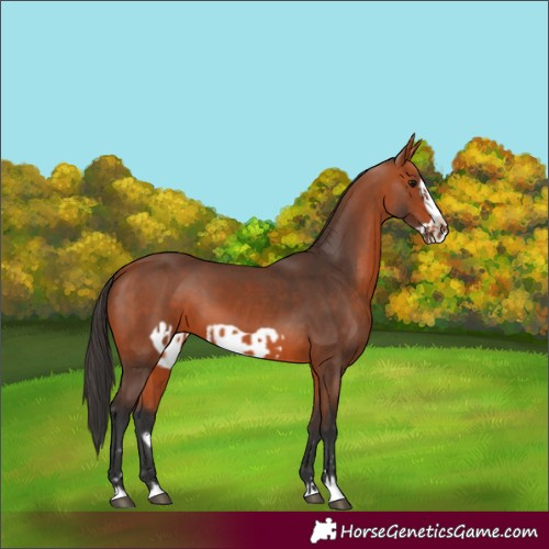 Horse Color:Bay and Bay Frame