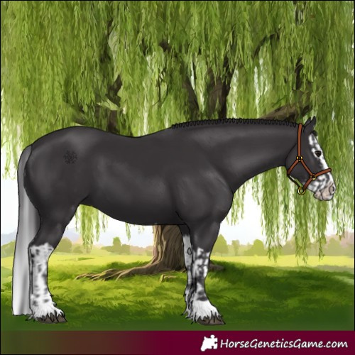 Horse Color:Smoky Black  and Smoky Black Splash 