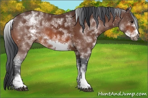 Horse Color:White Spotted Bay Frame