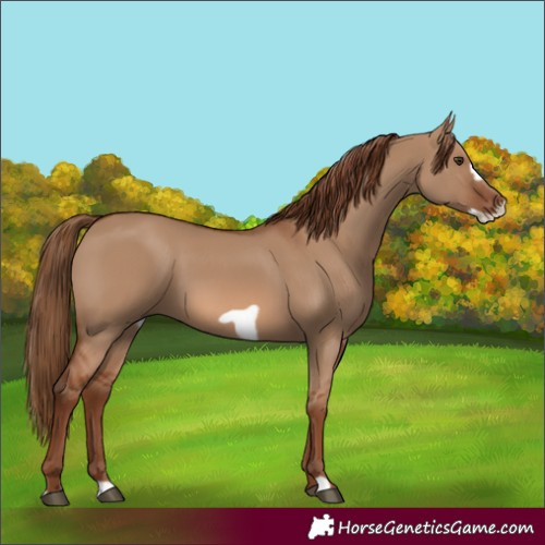 Horse Color:Red Dun Frame 