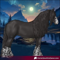 Horse Color:Smoky Black and Smoky Black