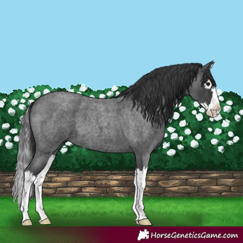 Horse Color:Blue Roan Splash 