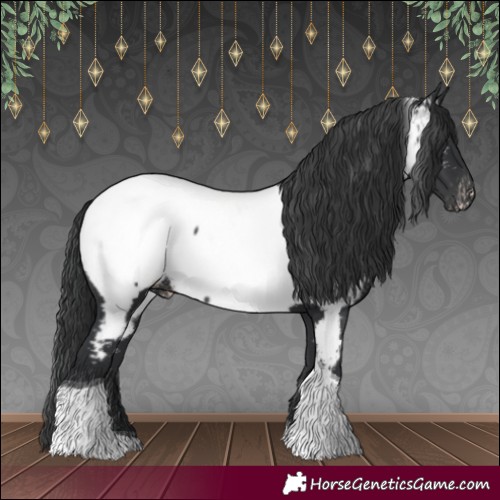 Horse Color:Black Tobiano Appaloosa 