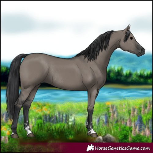 Horse Color:Grullo Rabicano 