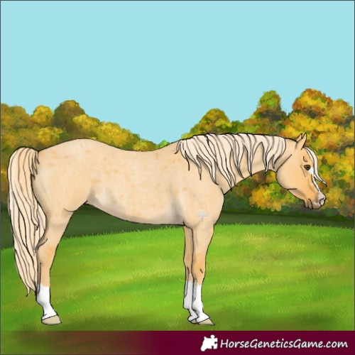 Horse Color:Palomino Roan Dun 