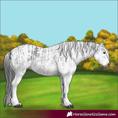 Horse Color:Unknown 