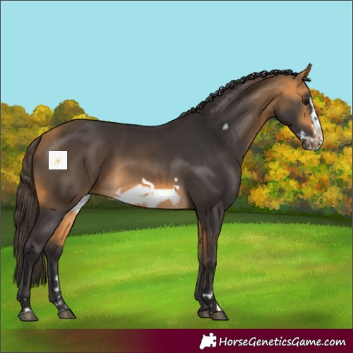 Horse Color:Buckskin Frame 