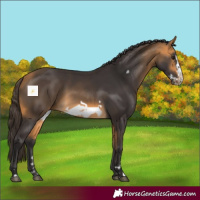 Horse Color:Buckskin Frame 