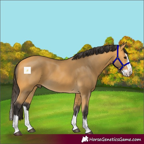 Horse Color:Buckskin Splash 