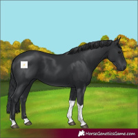 Horse Color:Black Tobiano 
