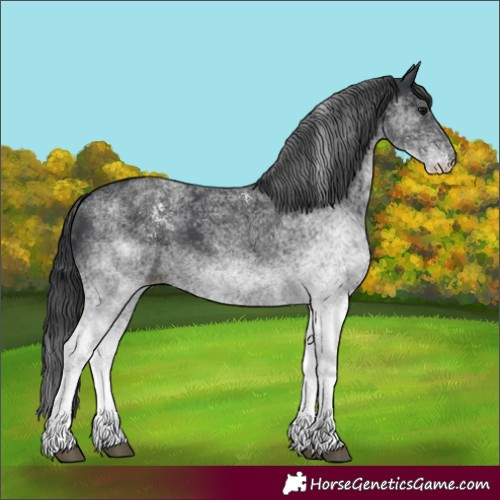 Horse Color:White Spotted Black
