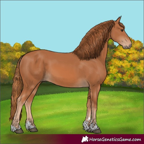 Horse Color:Chestnut 