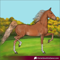 Horse Color:Chestnut  and Chestnut 