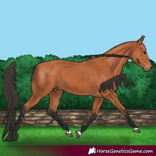 Horse Color:Bay 