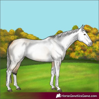 Horse Color:Gray Buckskin Roan Dun Splash Tobiano 