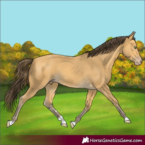 Horse Color:Amber Cream Champagne 