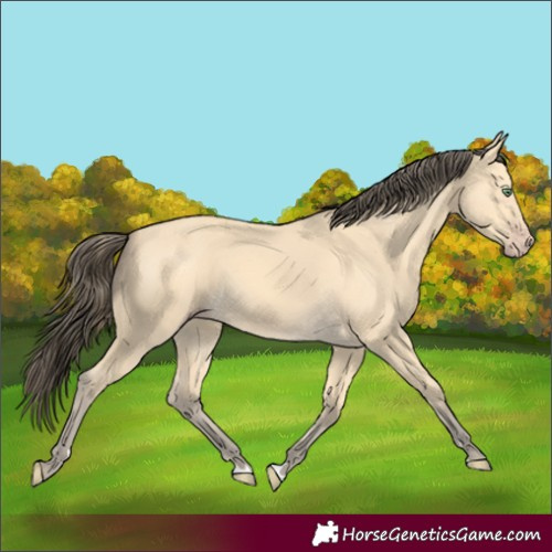 Horse Color:Amber Cream Champagne 