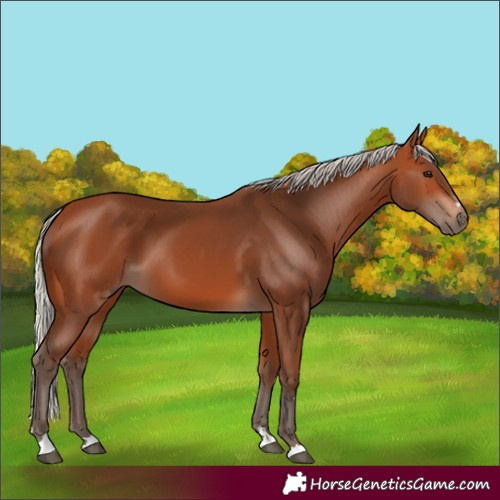 Horse Color:Silver Bay 