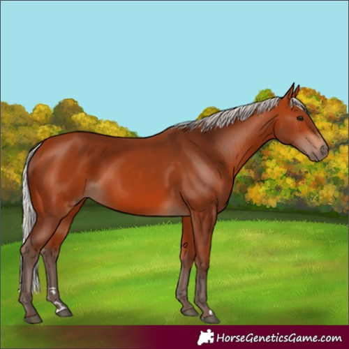 Horse Color:Silver Bay 