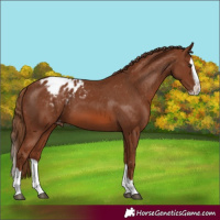 Horse Color:Chestnut Splash Appaloosa 