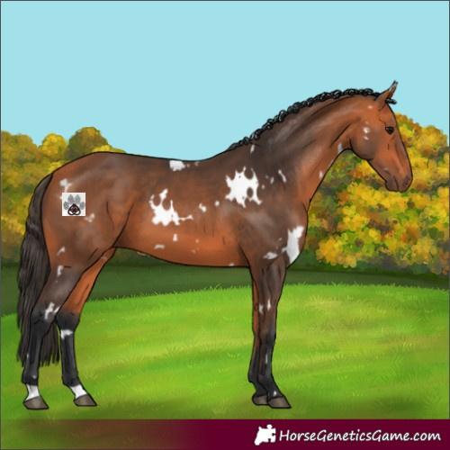 Horse Color:White Spotted Bay 