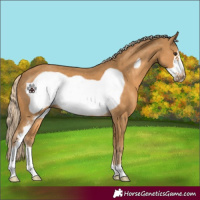 Horse Color:Palomino Sabino Frame