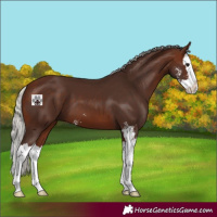 Horse Color:Silver Bay Sabino Splash