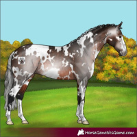 Horse Color:Gray White Spotted Bay 