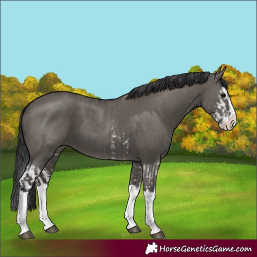Horse Color:Unknown 