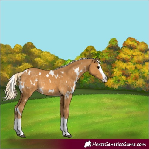 Horse Color:White Spotted Palomino Splash Rabicano 
